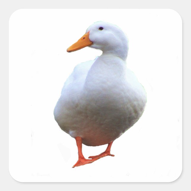 Stickers Photo Canard (Devant)