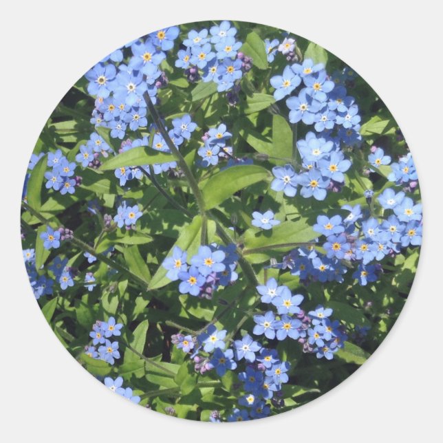 Stickers Photo Delicic Blue Forget-Me-Not (Devant)
