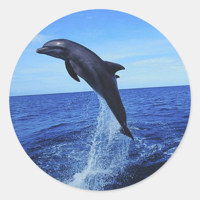 Stickers Photo Dolphin (Devant)