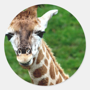 Stickers photo Giraffe
