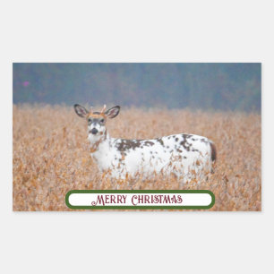 Stickers Photo Piebald Deer