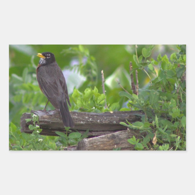 Stickers photo Robin (Devant)