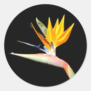 Stickers Plante Oiseau du Paradis