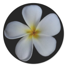 Stickers Plumeria