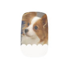 Chien mignon de Papillon