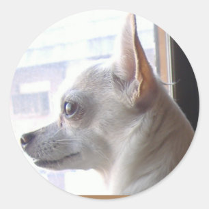 Stickers Profil visage Chihuahua