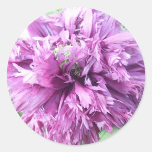 Stickers - Purple Aster