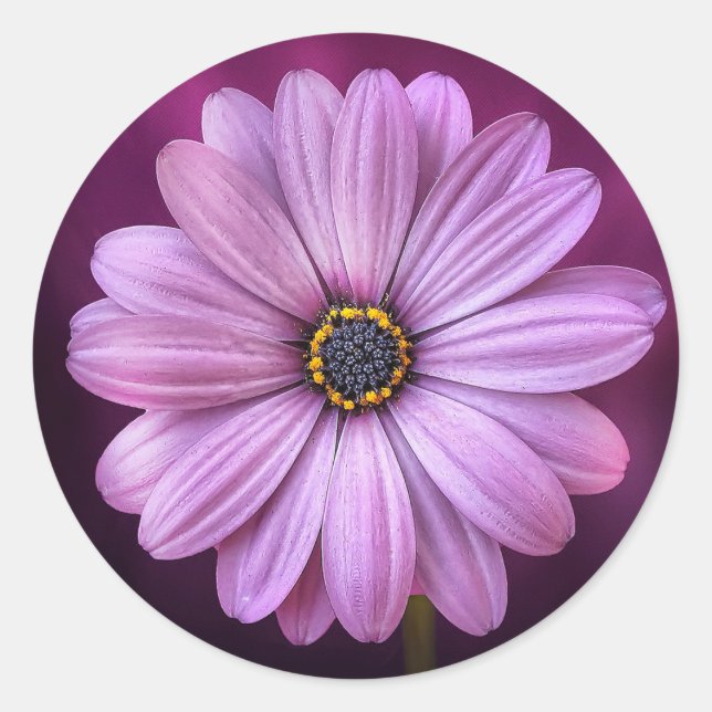 Stickers Purple Daisy (Devant)