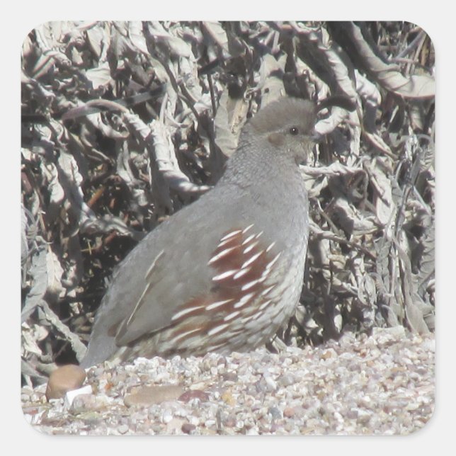 Stickers Quail de Gambel féminin (Devant)