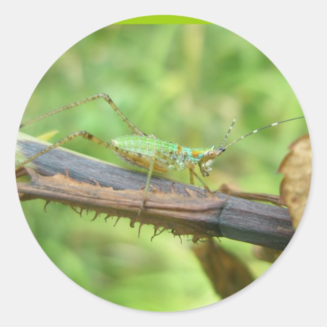 Stickers Rainbow Grasshopper (Devant)