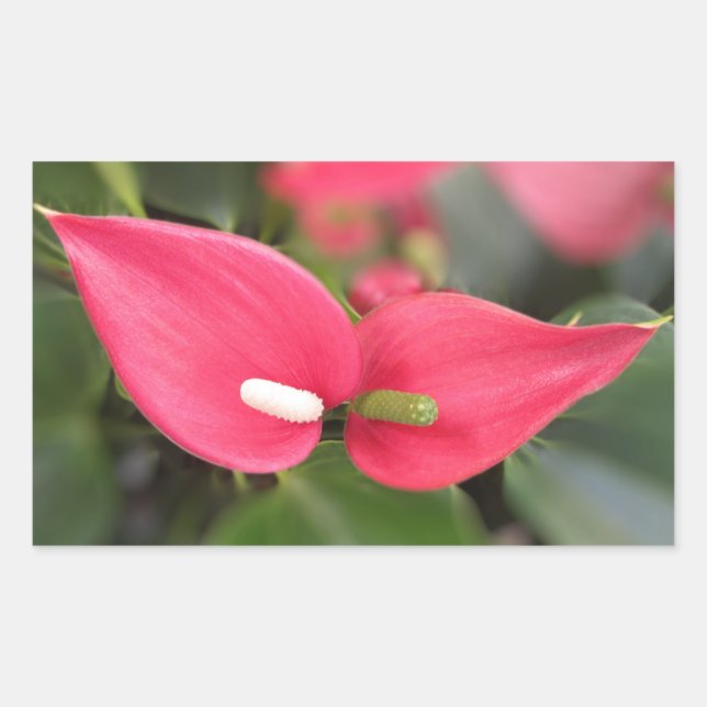 Stickers - Red Anthurium Twins (Devant)