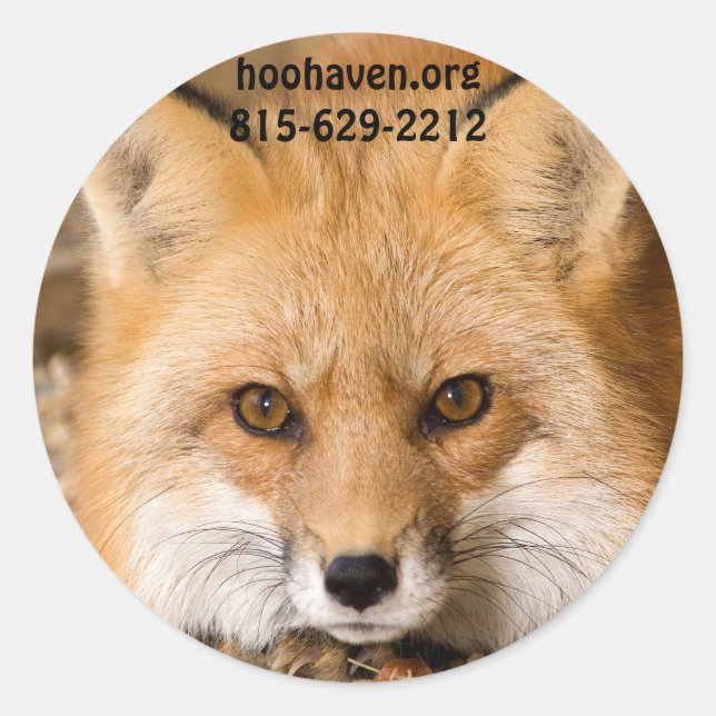 Stickers Red Fox (Devant)