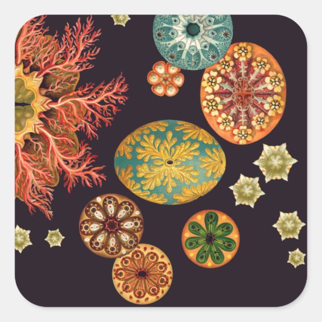 Stickers Remix d'écureuils de mer (Devant)