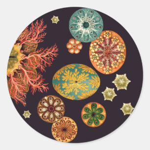 Stickers Remix d'écureuils de mer