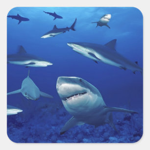 Stickers Requin