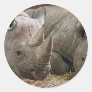 Stickers Rhinos dormant