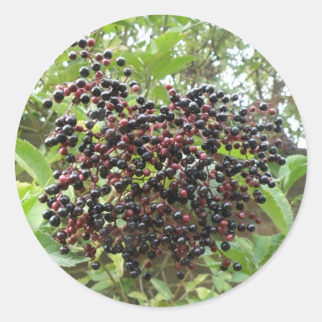 Stickers Ripening Elderberry (Devant)