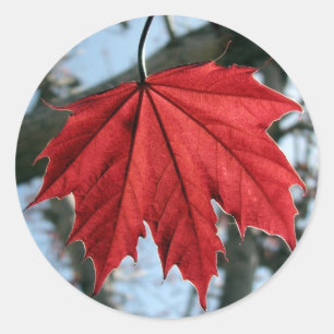 Stickers ronds de feuille d'érable canadiens