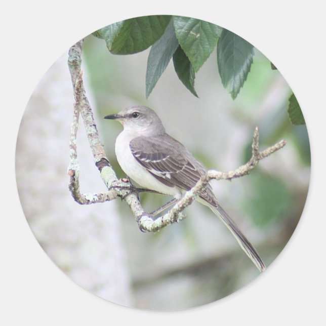 Stickers ronds Mockingbird (Devant)