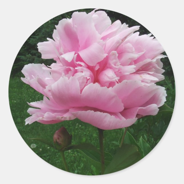 Stickers ronds Peony rose (Devant)