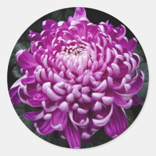 Stickers ronds pourpres Chrysanthemum