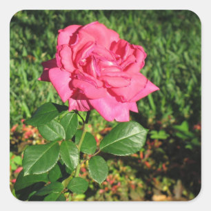 stickers Rose