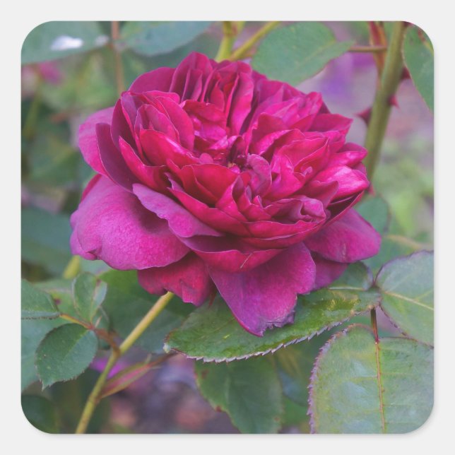 Stickers Rose #1 Darcey Bussell (Devant)