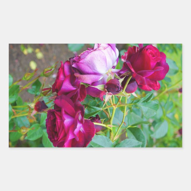 Stickers Rose bleu sauvage no 1-2 (Devant)