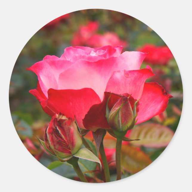 Stickers Rose Cherry Parfait #1 (Devant)