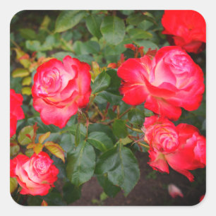 Stickers Rose Cherry Parfait #5-1