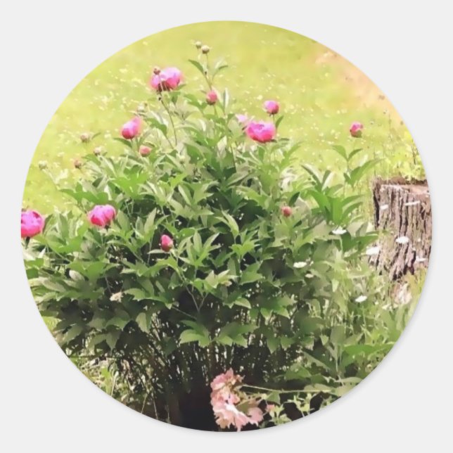 Stickers Rose du jardin (Devant)