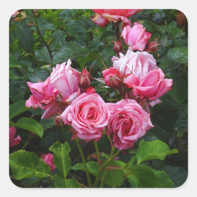 Stickers Rose Gene Boerner #1 (Devant)