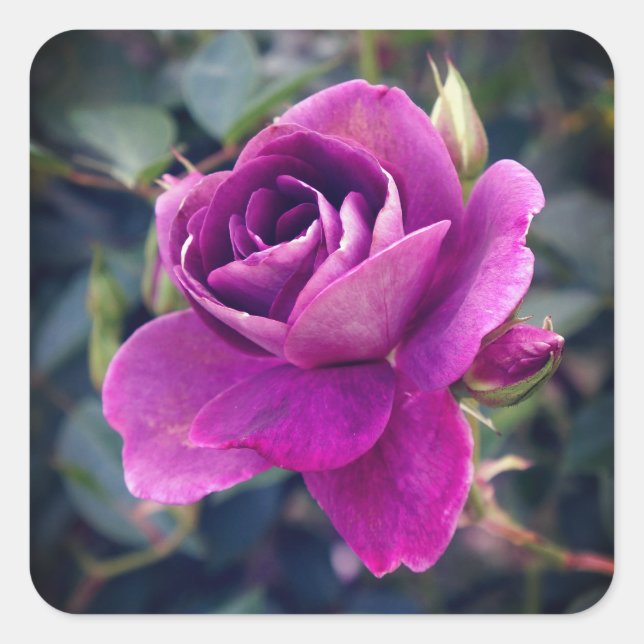 Stickers Rose Iceberg Bourgogne #2-2 (Devant)