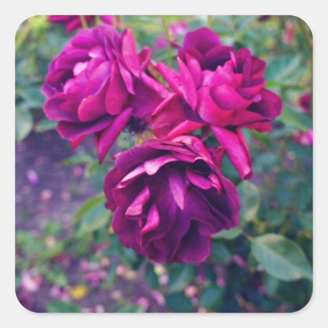 Stickers Rose Iceberg de Bourgogne #3 (Devant)