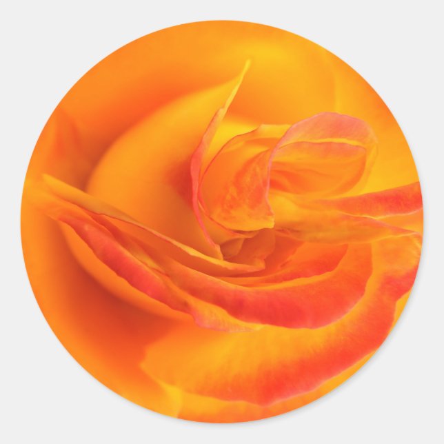 Stickers Rose orange (Devant)