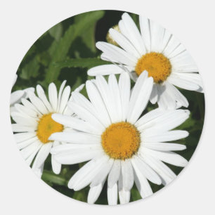 stickers Shasta Daisy