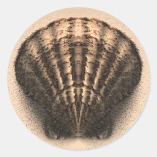 Stickers Shell