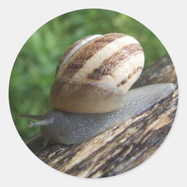 Stickers Snail (Devant)