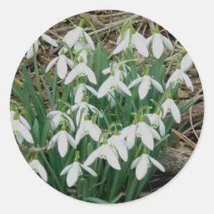 Stickers Snowdrops