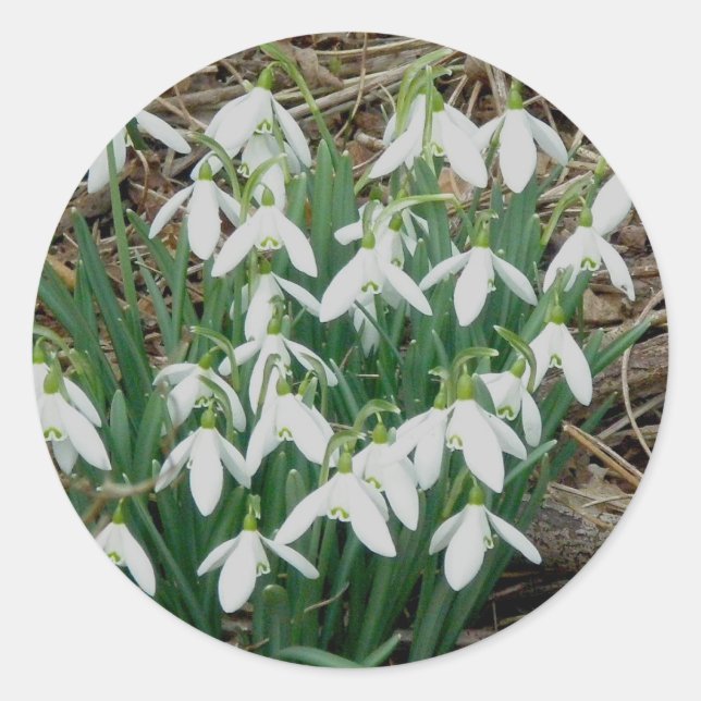 Stickers Snowdrops (Devant)