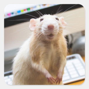 Stickers Souris Marty - Haut