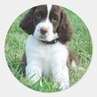 Stickers Springer Puppy