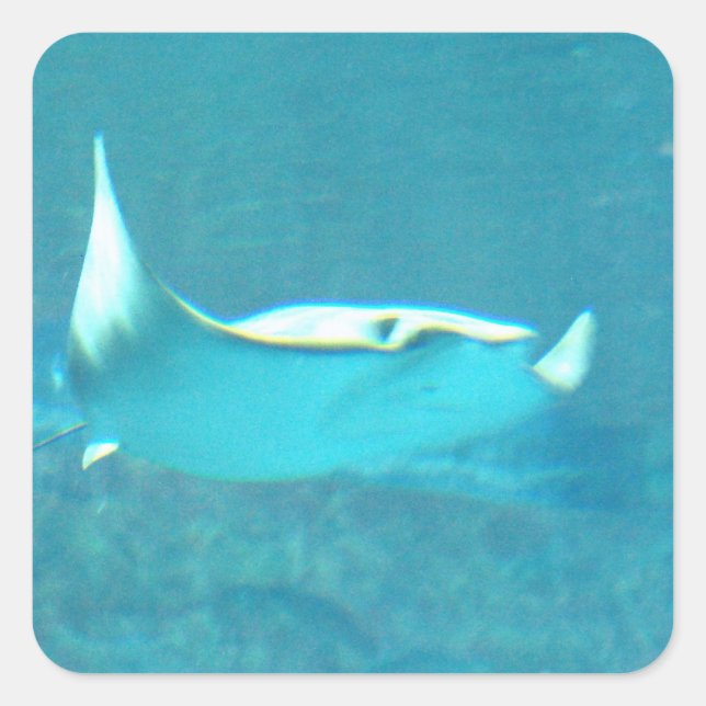 Stickers Stingray (Devant)