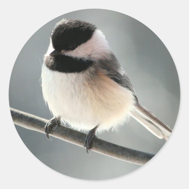 Stickers Sweet Chick (Devant)