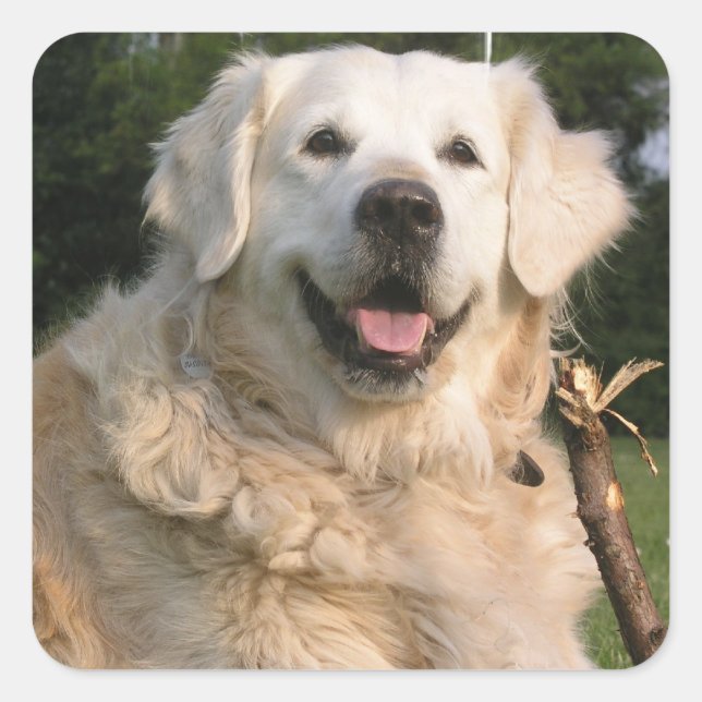 Stickers Sweet Golden Retriever (Devant)