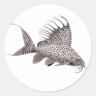 Stickers Synodontis Catfish