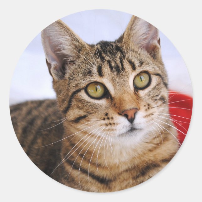 Stickers Tabby Cat (Devant)