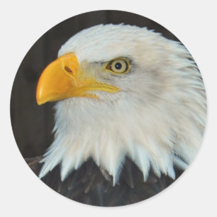 Stickers Tête d'aigle