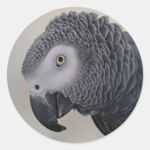 Stickers tête de perroquet gris africain