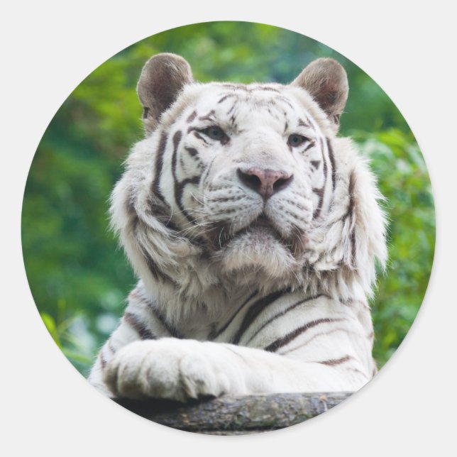stickers Tiger blanc (Devant)